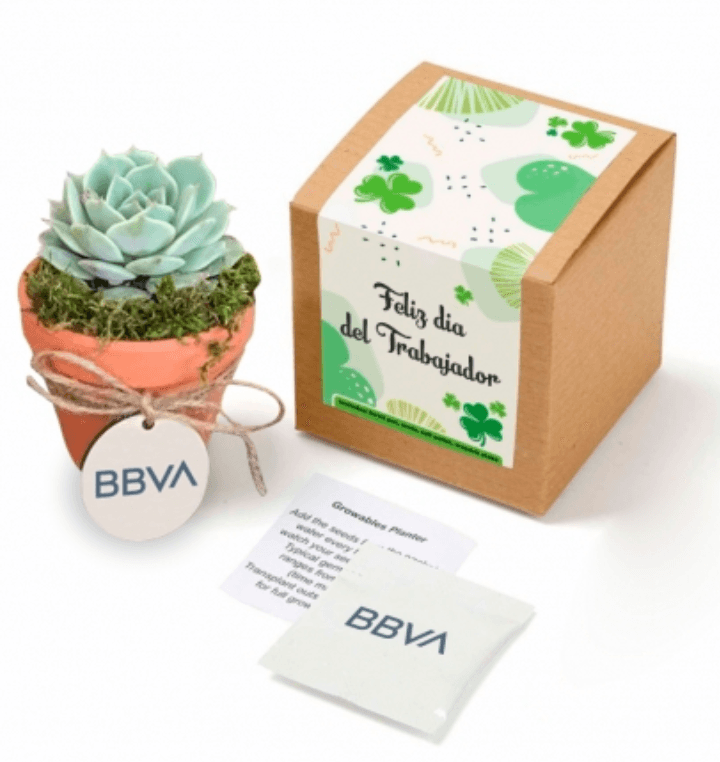 Suculenta Personalizada, vista principal
